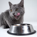 Ração Úmida Nutrive Select | Salmão ao Molho 70g