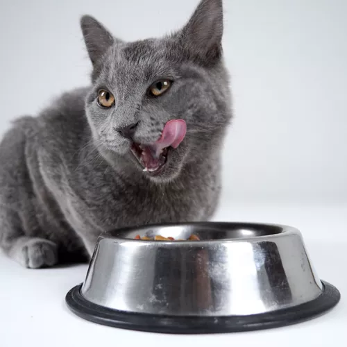 Ração Úmida Nutrive Select | Salmão ao Molho 70g