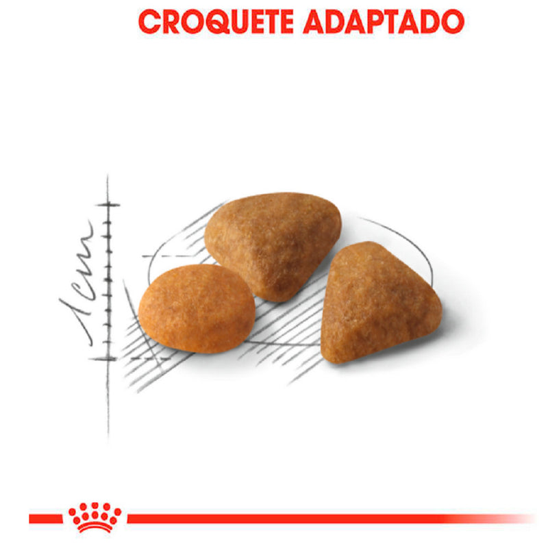 Ração Royal Canin Exigente Gatos Adultos - 400g | Paladares delicados