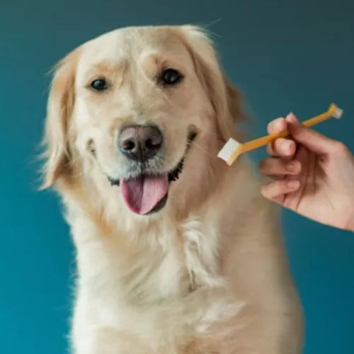 Kit Dental Especial CatDog - 2 Escovas + 1 Pasta | Para cães e gatos