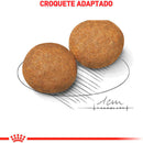 Ração Royal Canin Medium Adulto Porte Médio - 15kg