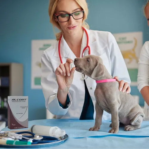 Alcort Prednisolona - 20mg | P/ Caes 10 Comprimidos