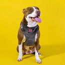 Peitoral Air Tom & Jarry - Tamanho PP | Cães Pequenos FreeFaro