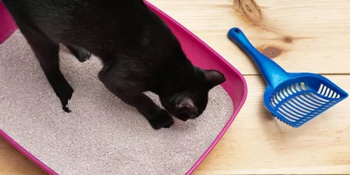 Granulado Good Cat Cristais Micro Sílica - 1.6kg | Areia para gatos