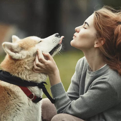 Nexgard Spectra Cães - 7.6 a 15kg - Elimine Pulgas