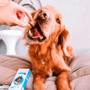 Antipulgas e Carrapatos Bravecto - 250mg | 4.5 a 10kg