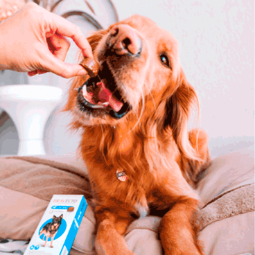 Antipulgas e Carrapatos Bravecto - 250mg | 4.5 a 10kg